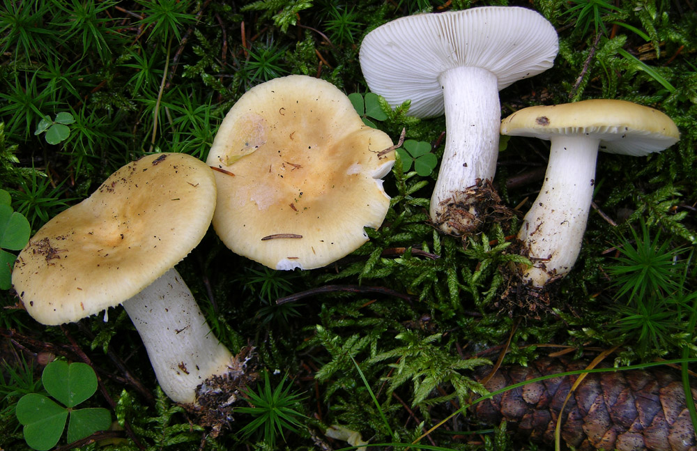 Conferma per Russula ochroleuca.